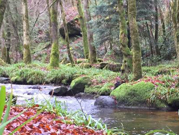 correze-location-cabane-foret-riviere-monedieres-1